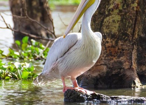 15 days Bird Watching in Kenya