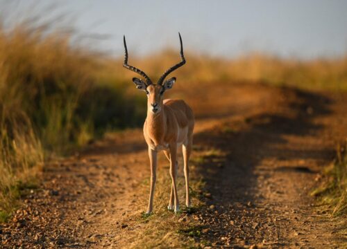 10 DAYS /9 DAYS LUXURY SAFARI & BEACH HOLIDAY IN KENYA