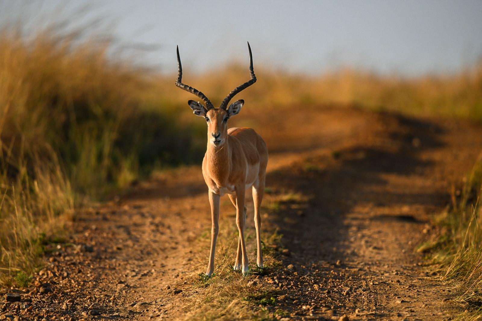 10 DAYS /9 DAYS LUXURY SAFARI & BEACH HOLIDAY IN KENYA