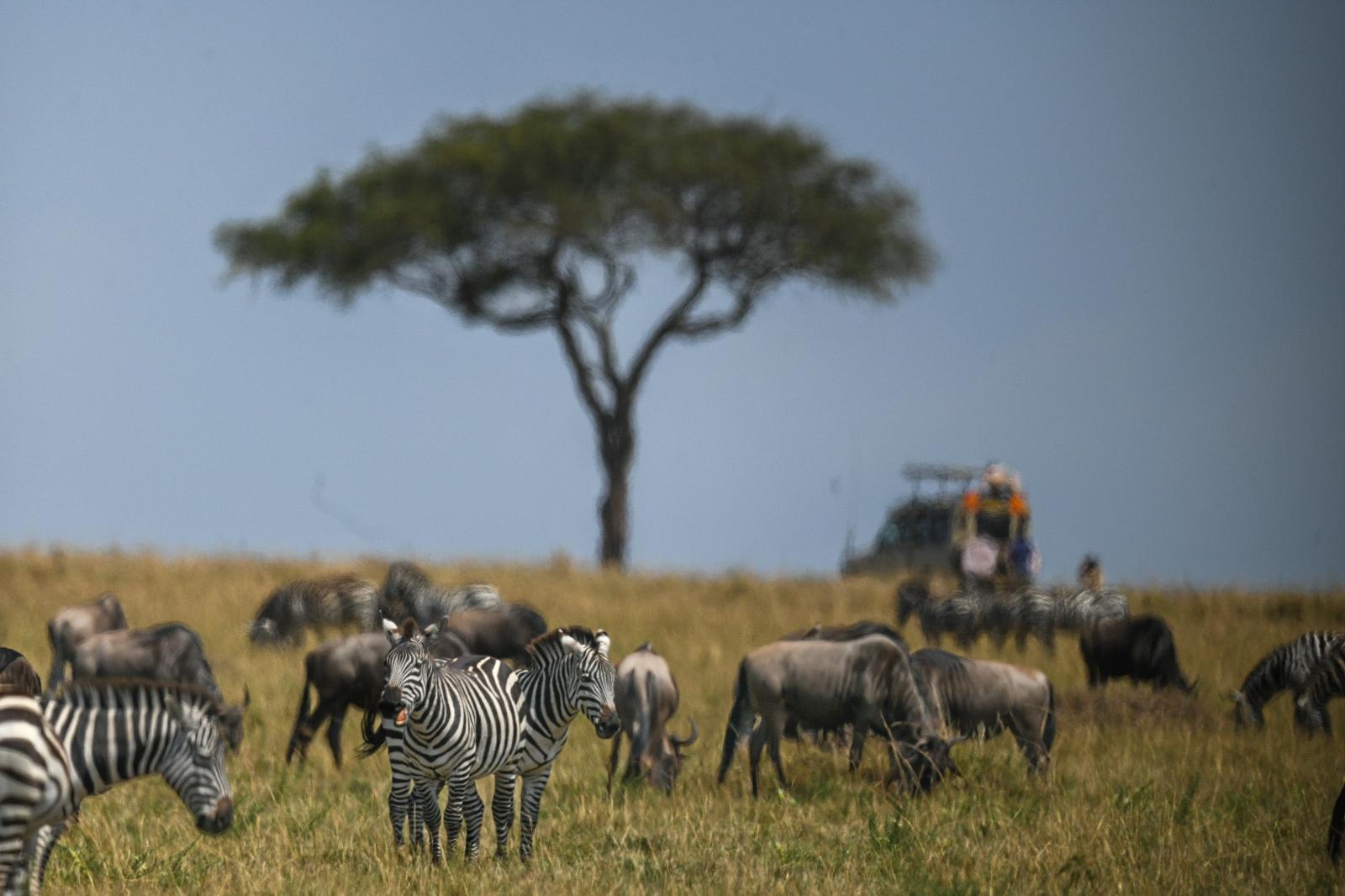 Nairobi: 4-Day Masai Mara & Lake Nakuru Safari - Mid-range